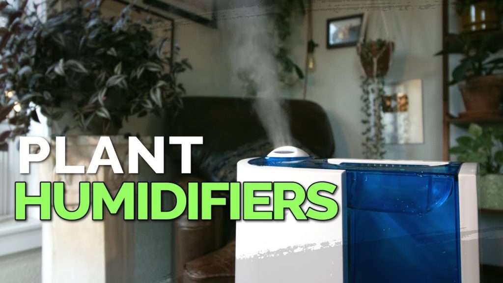 How to Use a Humidifier for Your Houseplants 💦🌱