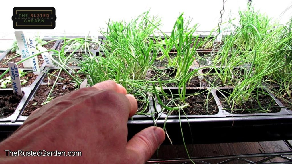 Starting Seeds Indoors Update: Growth Progression of the Different Plants I Started Indoors & Tips!