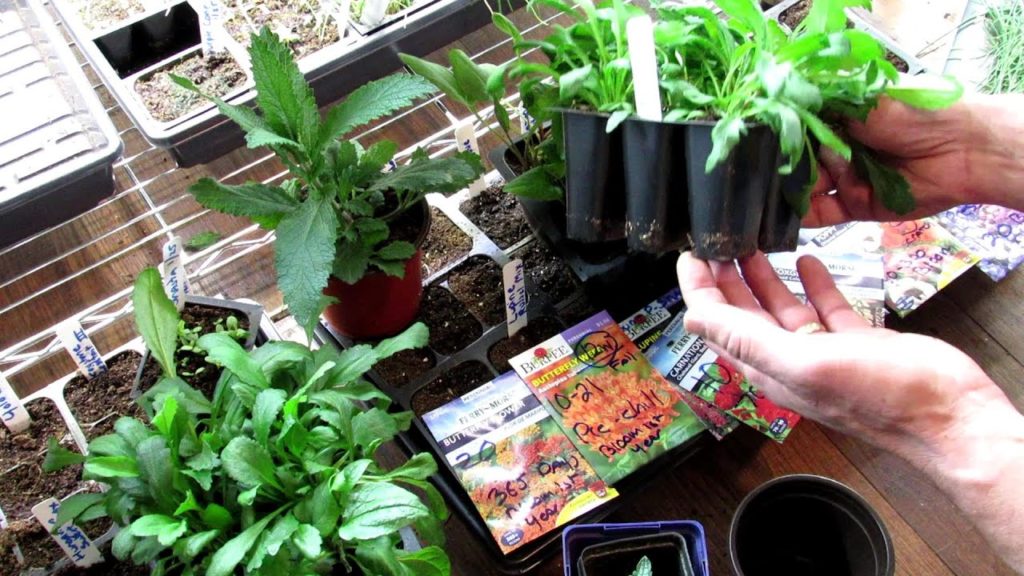 Gary Pilarchik: Seed Starting Perennials Indoors: All the Details,Start Early, Grow Roots, Over-Seed & Divide Seed Starting Perennials Indoors: All the Details,Start Early, Grow Roots, Over-Seed & Divide
