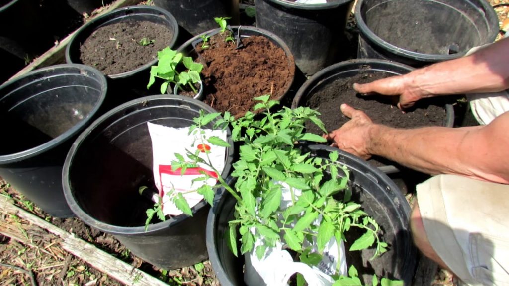 Gary Pilarchik: Community Garden E-1 2018: Water Issues, Raised Bed Options, Container Cucumbers, Spraying Tips Community Garden E-1 2018: Water Issues, Raised Bed Options, Container Cucumbers, Spraying Tips