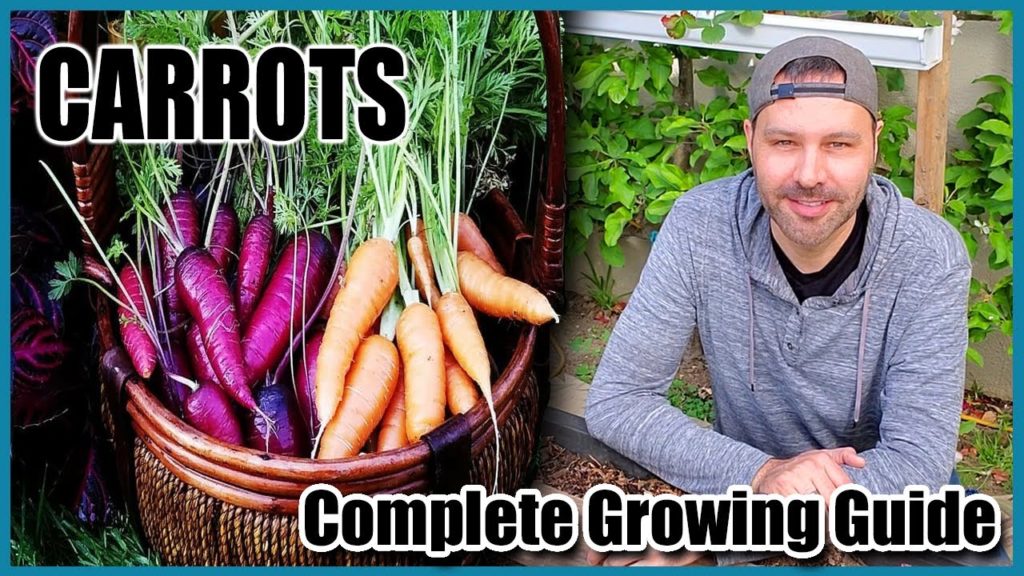 How to Grow Carrots from Seed to Harvest