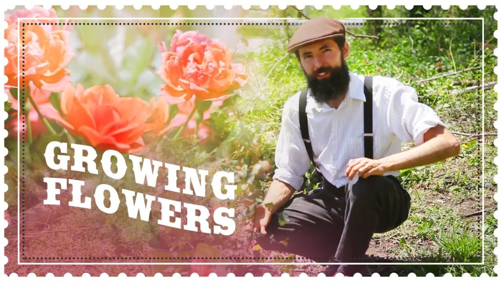 Siloé Oliveira: Planting a Flower Garden – Daffodils and Roses Planting a Flower Garden - Daffodils and Roses