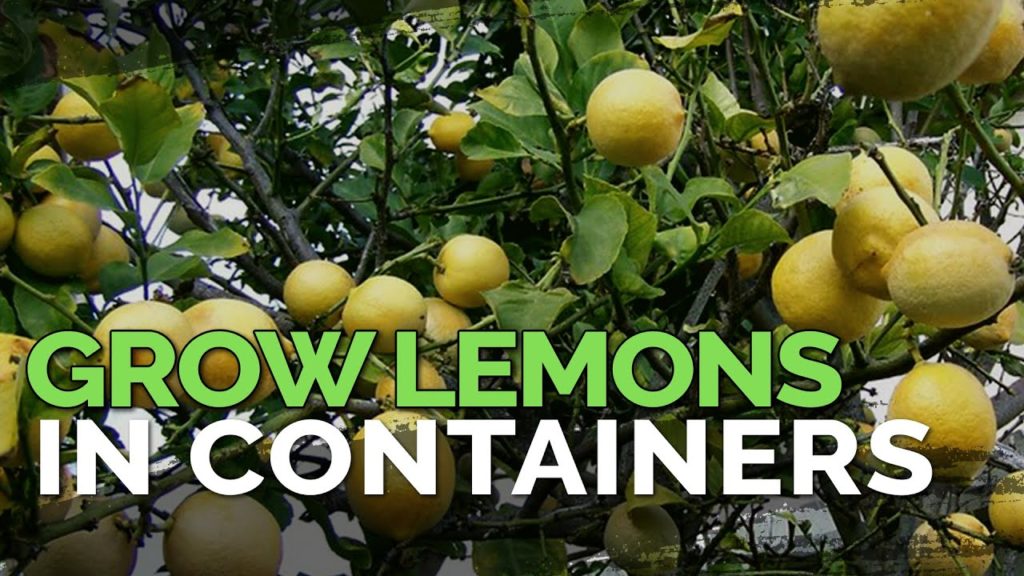 Epic Gardening: How to Grow Meyer Lemons in Containers Pt. 1 How to Grow Meyer Lemons in Containers Pt. 1