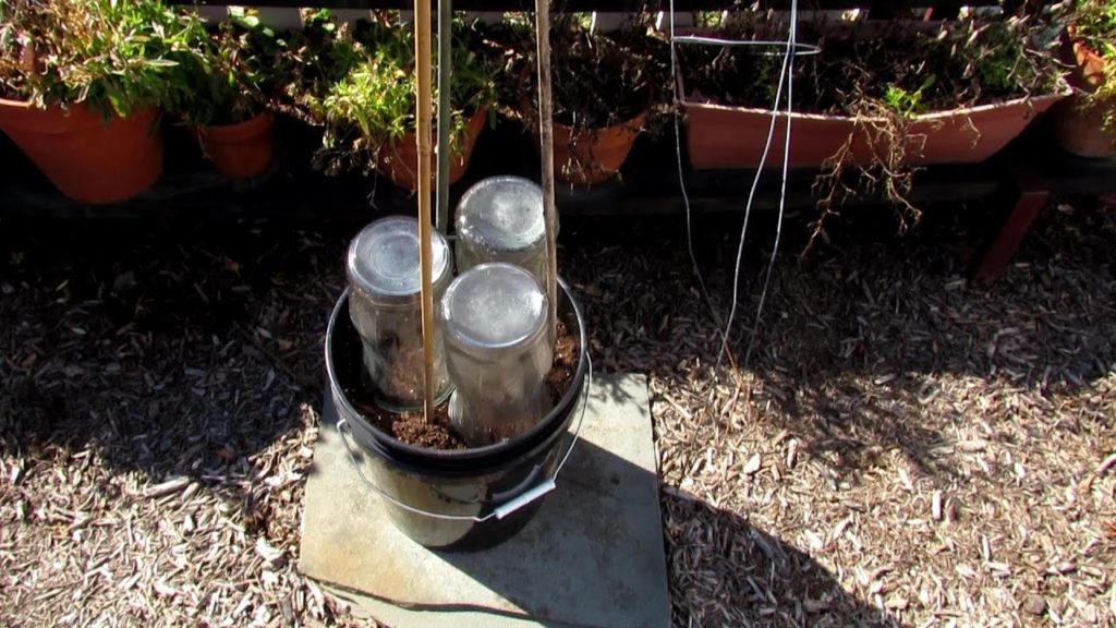 How to Start Peas in Containers - Use Cloches/Vases to Start 30 Days Early: Direct Sowing Outdoors