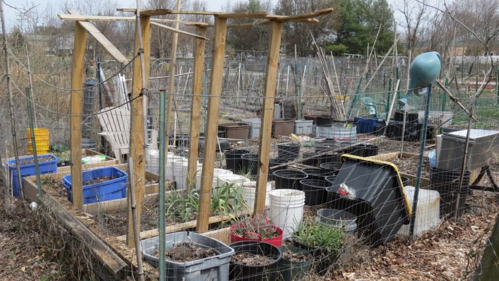Containers, Quick Bed Amending, Peas & Broccoli, Rabbit Protection :Community Garden 2017 (1)