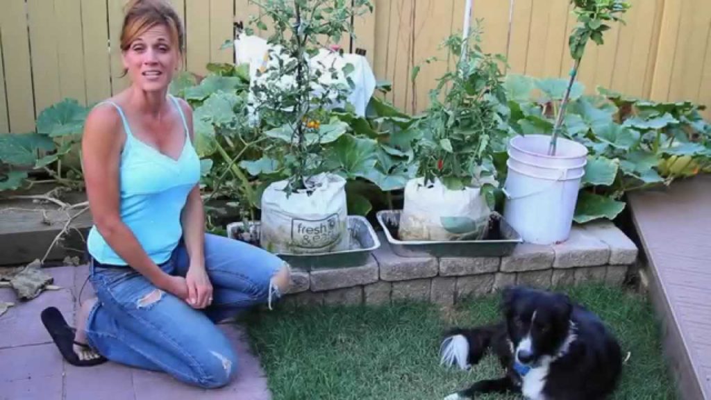 CaliKim: Ripe Tomatoes in the Grow Bags! Ripe Tomatoes in the Grow Bags!