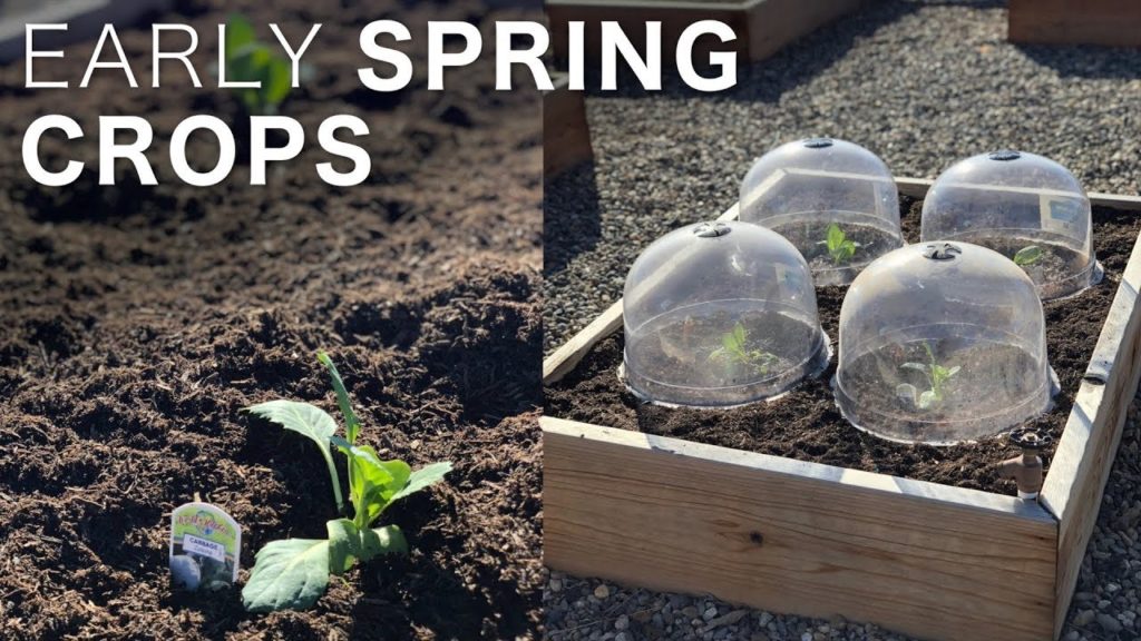 Planting a Few Early Spring Crops! 👩‍🌾🥦☀️// Garden Answer