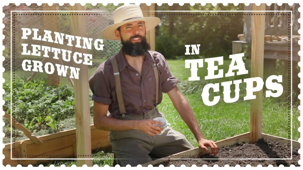 Planting Lettuce Grown from Seed in Old Re-purposed Tea Cups