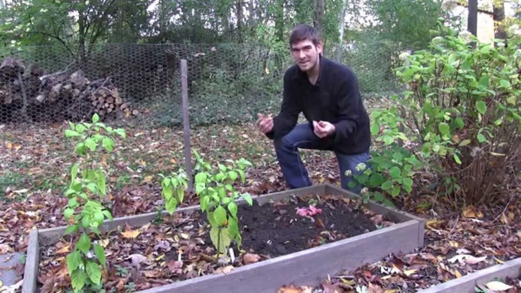 How to Grow Shallots Without Fail - Complete Growing Guide