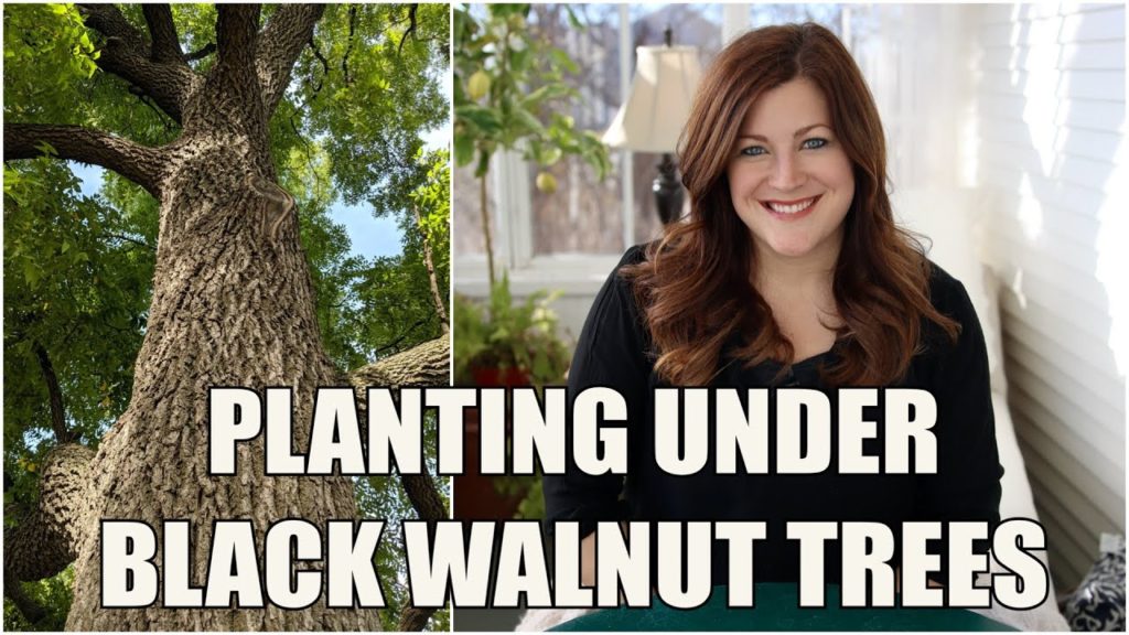 Some Thoughts About Planting Under Black Walnut Trees 🌳👍// Garden Answer