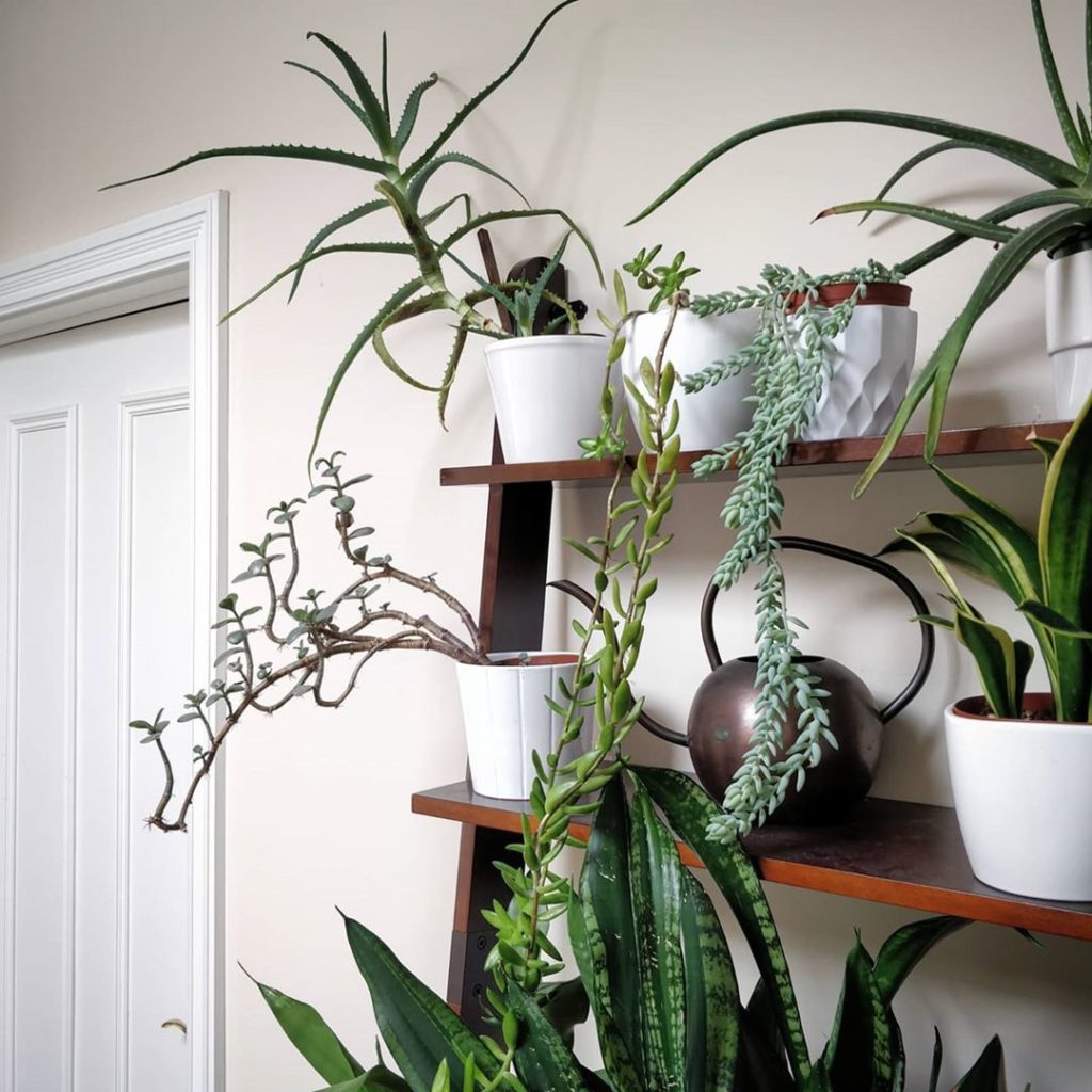 The succulents with character:
2️⃣ Each time I notice a dropped le...