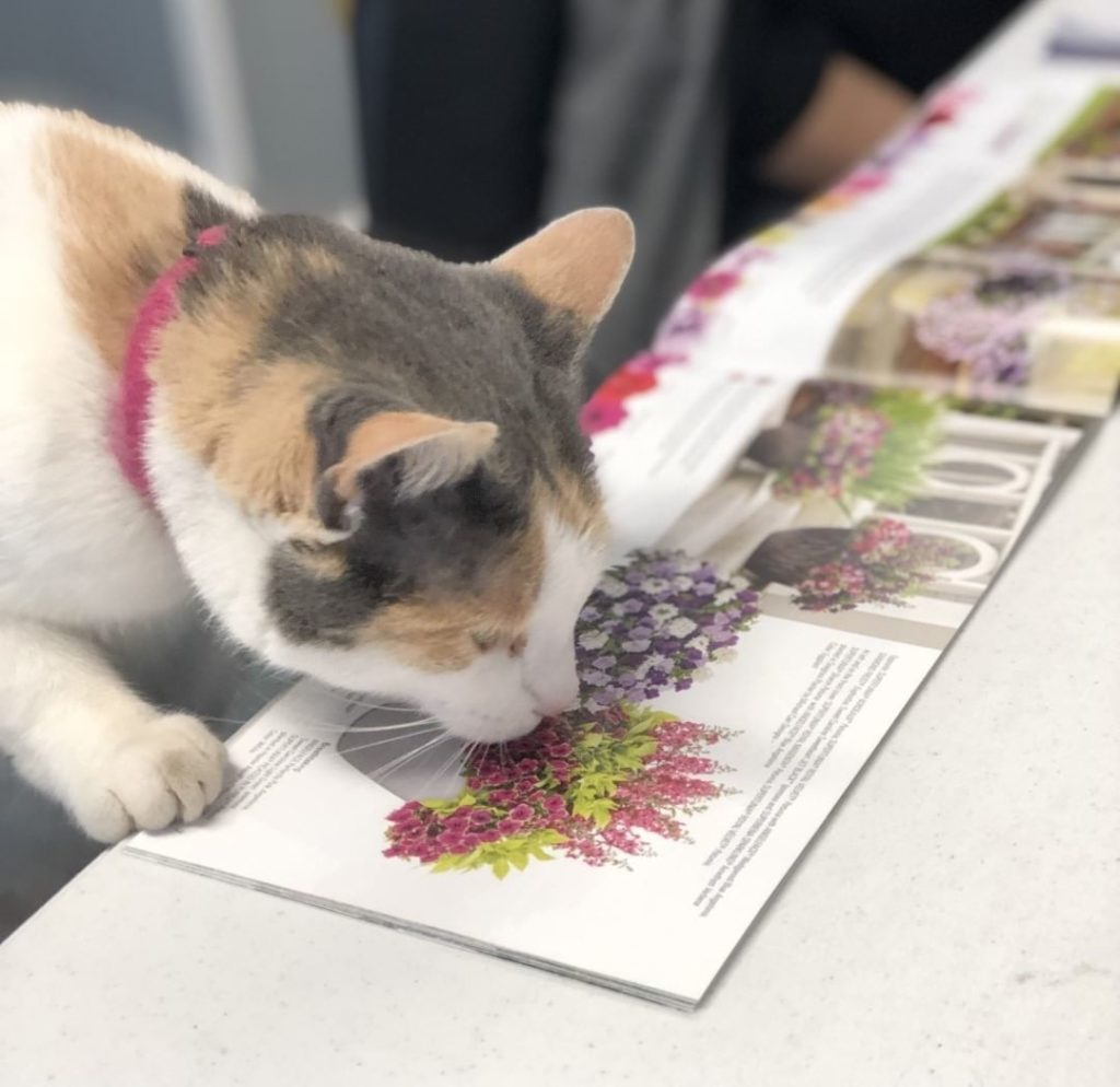 How are you spending your Caturday??
.
This sweet kitty is helping pick out plan...