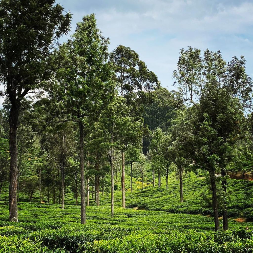 Teatime #srilanka ...