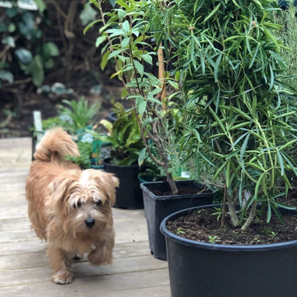 richardmiers: You might have seen my story yesterday but I had to show you the lovely Luna aga… You might have seen my story yesterday but I had to show you the lovely Luna aga...