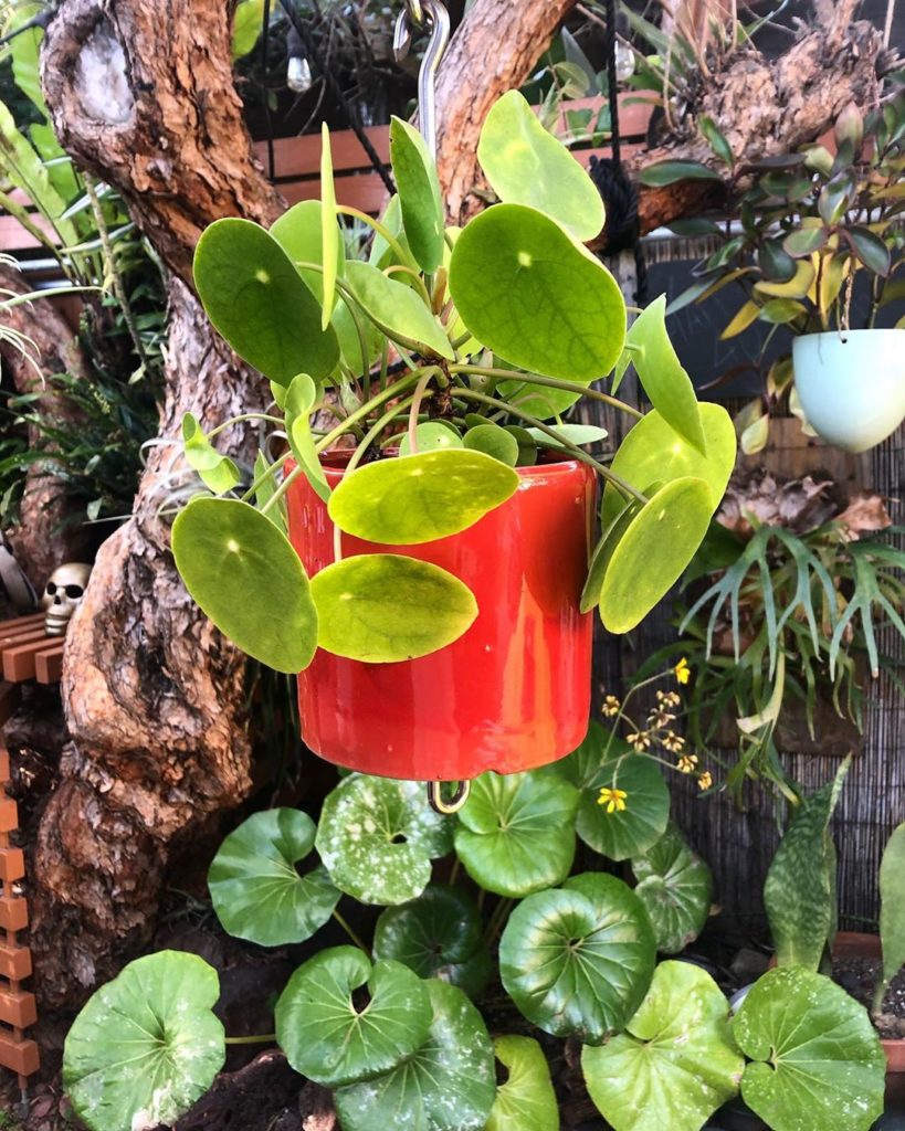 Pilea — hanging in front of its doppelgänger, Farfugium japonica  Two favorites ...