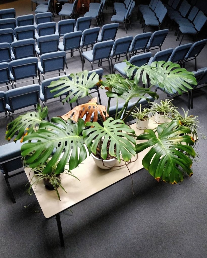 houseplantjournal: #monsteramonday once you’ve owned plants long enough, you’ll begin to see that l… #monsteramonday once you've owned plants long enough, you'll begin to see that l...