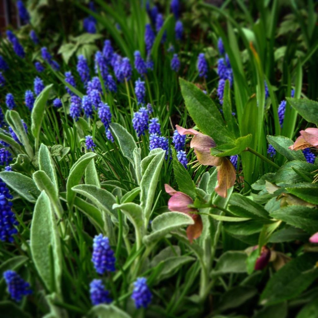 Helebours, Stachys byzantia (Lambs ears!) and Mascari mixing together well in an...