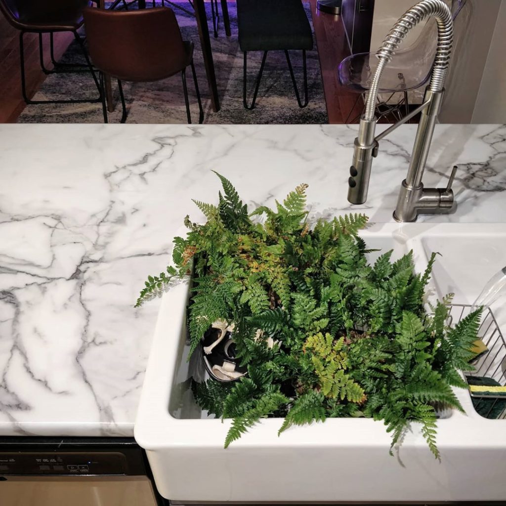 Watering my two Rabbit's Foot Ferns (Davallia fejeensis)
2️⃣ Picki...