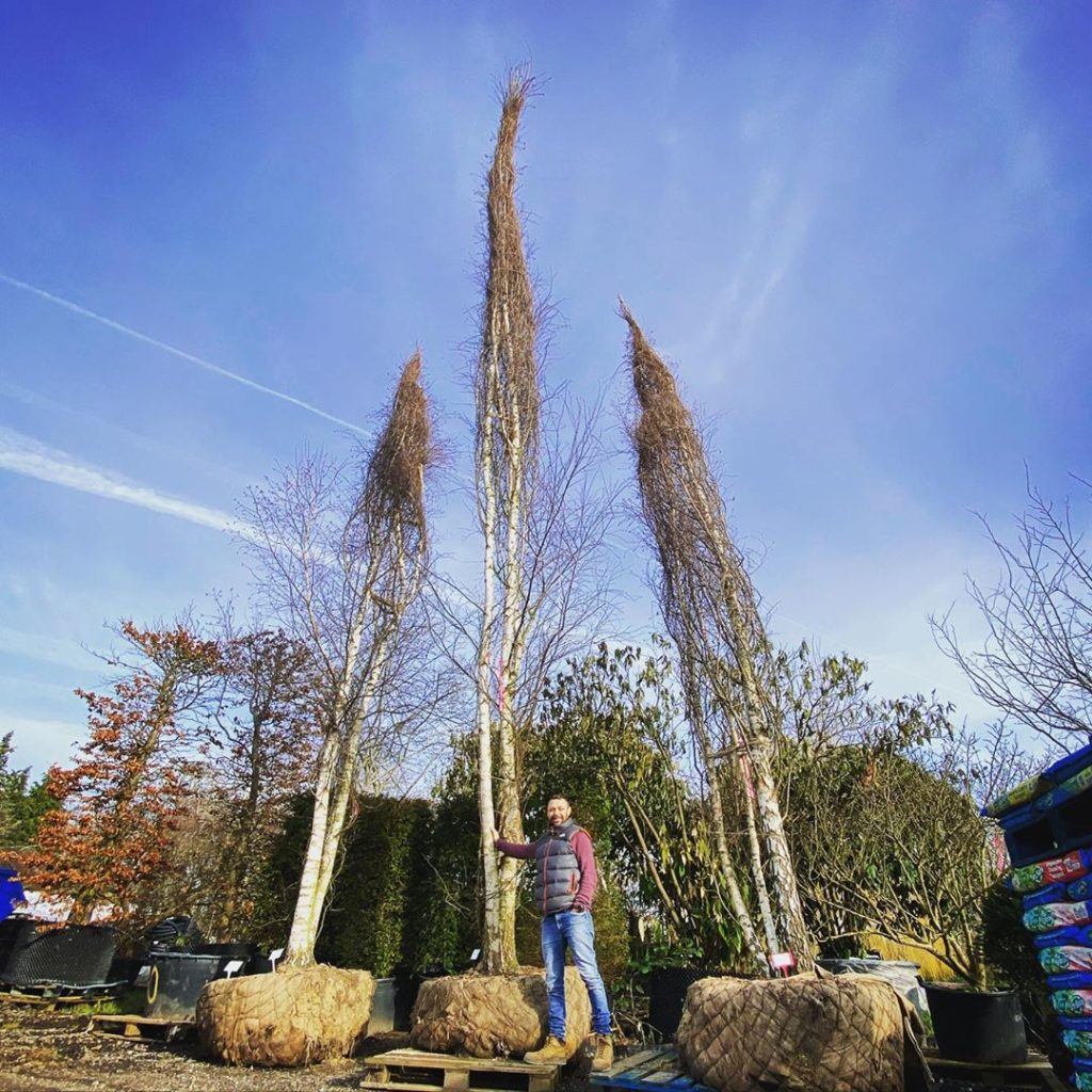 tommasseyuk: Stunning multi-stem silver birch trees for the @yeovalley garden @hortusloci In … Stunning multi-stem silver birch trees for the @yeovalley garden @hortusloci In ...