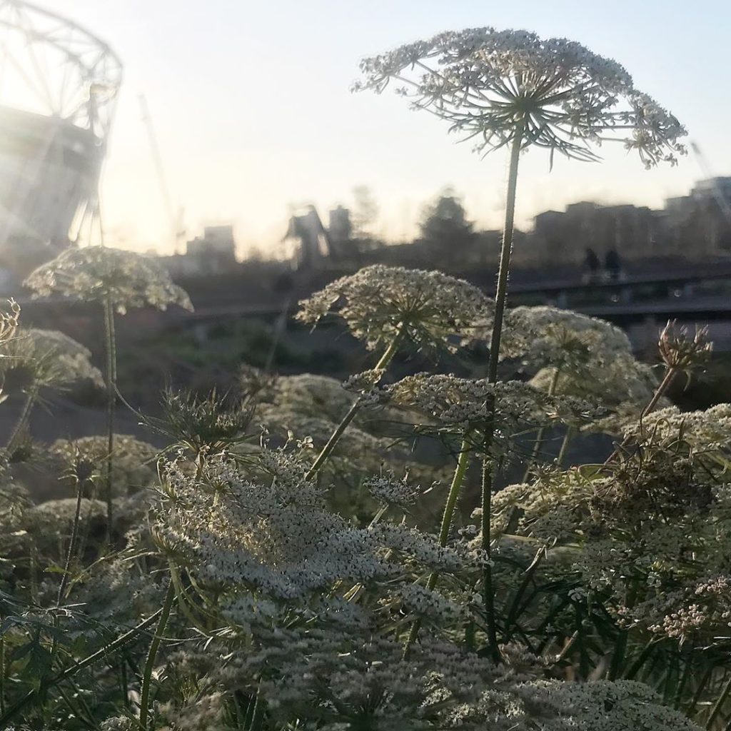 Cut back survivor, a lone umbel valiantly flowering amongst the cut back beds in...