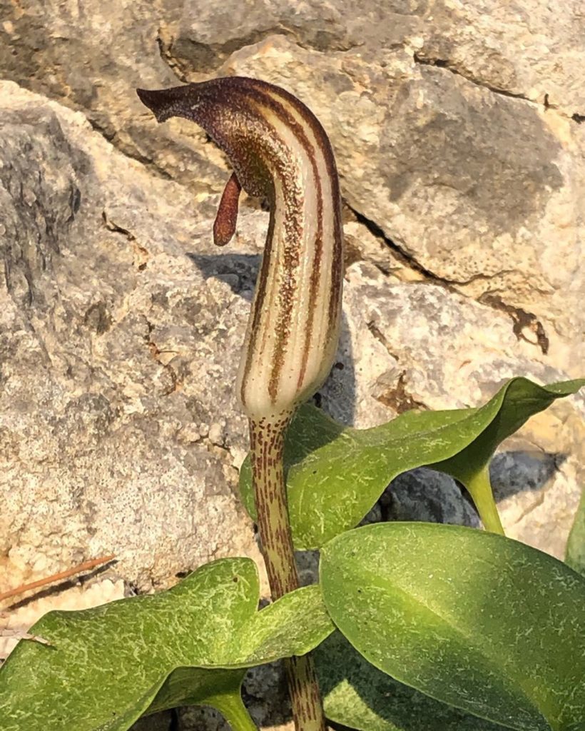 Always look both up and down (& try not to fall & break yourself!)...