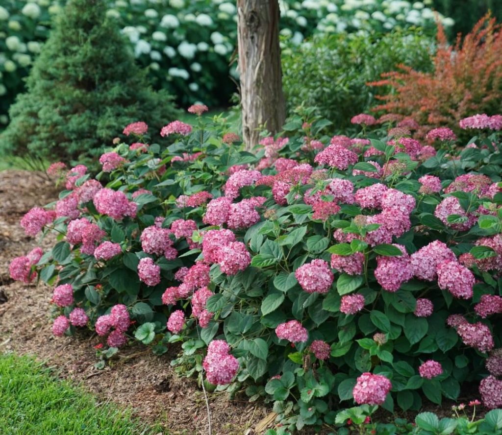 gardendesignmag: If you only want the best of the best plants, then make sure you have these 7 Pl… If you only want the best of the best plants, then make sure you have these 7 Pl...
