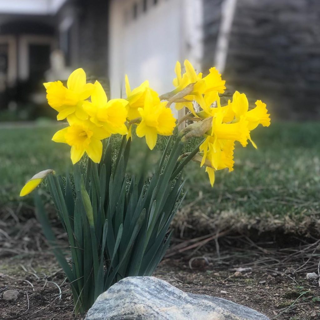 Do you plant daffodils one to a hole. Or plant multiples in one larger hole?
Thi...