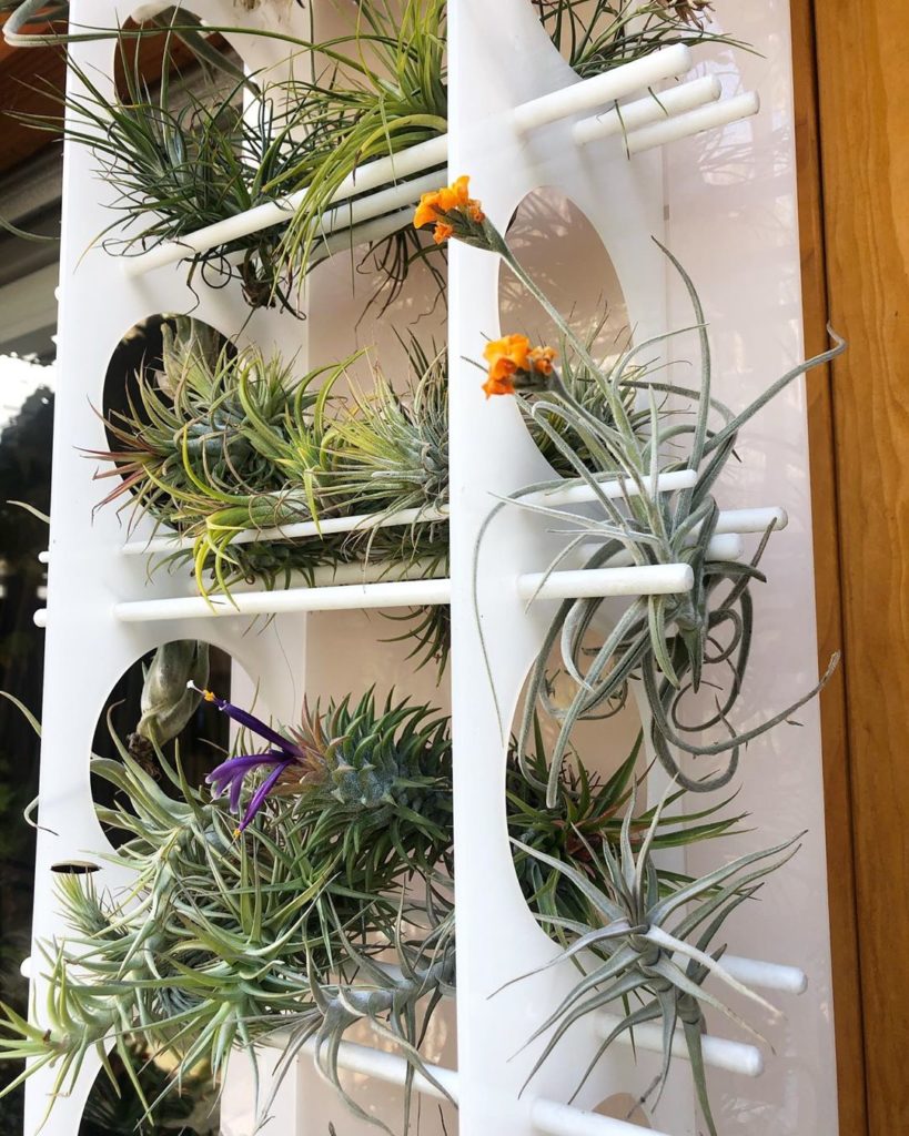 Tillandsia Crocata added to list of favorite air plants! And the flowers are fra...