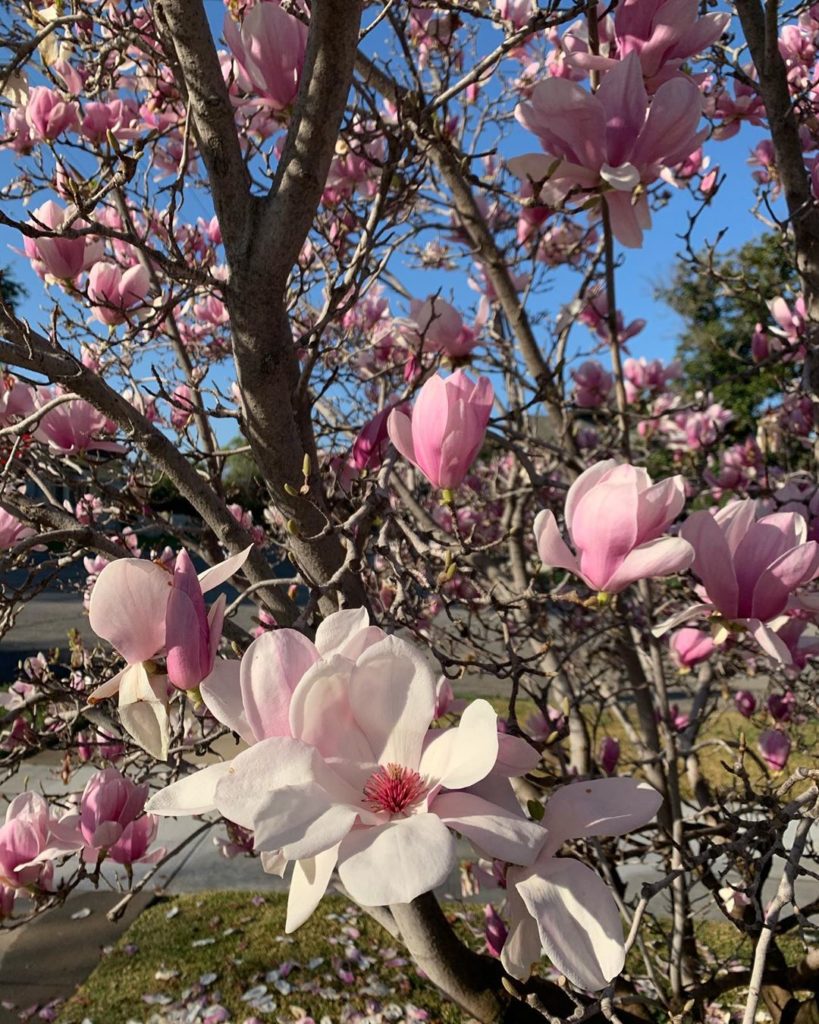 Walking my dog Wesley this morning and had to stop at this beauty.  for the soun...