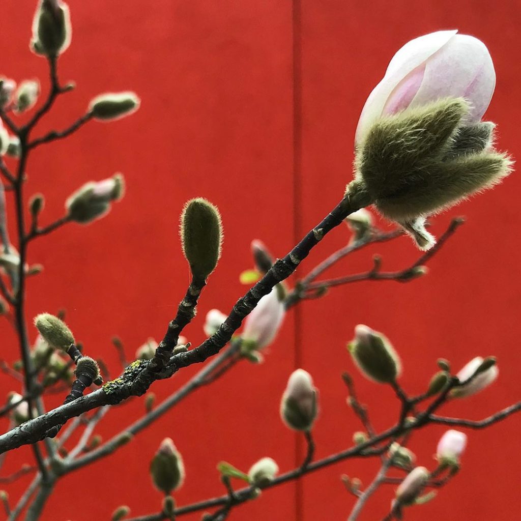 Budding #springiscoming  #Magnolia x loebneri 'Merrill' #uplifting #colourpop @m...