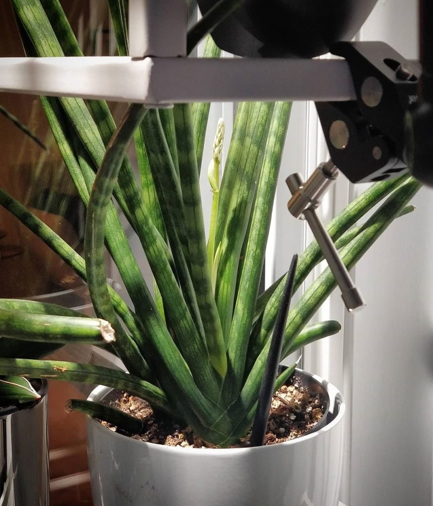 Snake plant flower time lapse in progress. I'm doing shots every 3 minutes, expe...