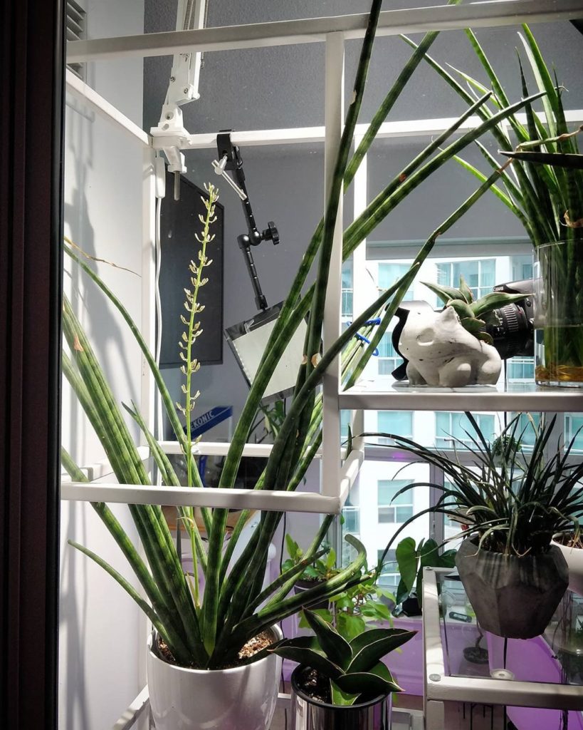 Bulbasaur is ready for the snake plant flower show. Are you?
-
I've been time la...