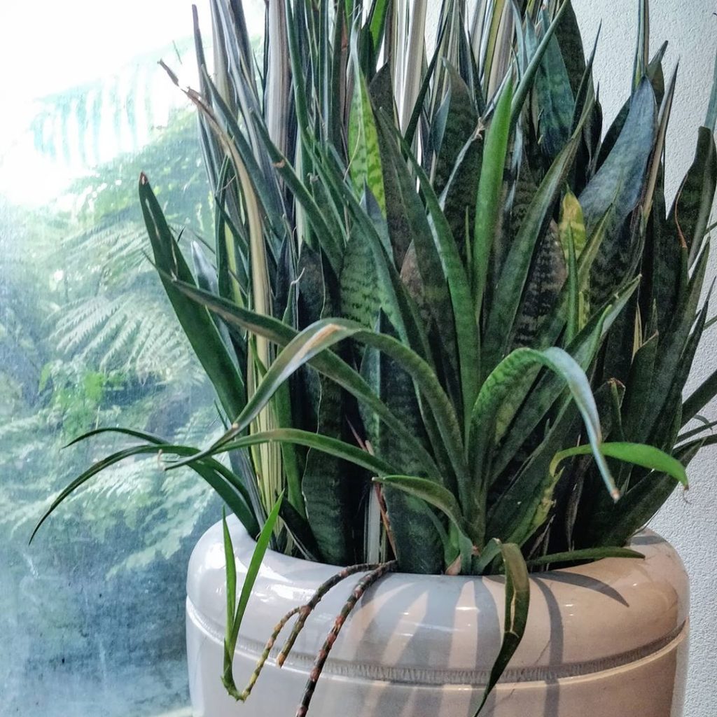 Getting away from the crowd.
-
A lovely pot of assorted Dracaena (Sansevieria) a...