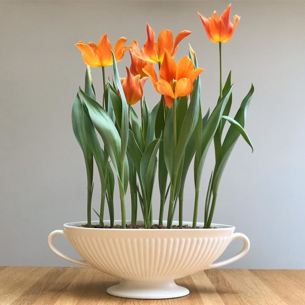 sheilajacklandscapes: The wind may be howling outside but inside… #tulipaballerina #forcedbulbs #bri… The wind may be howling outside but inside... #tulipaballerina #forcedbulbs #bri...