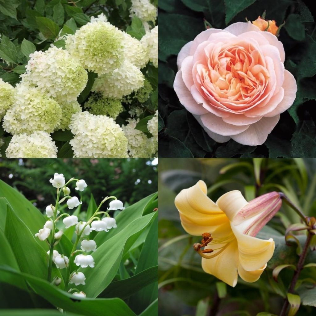 What's in your dream flower arrangement?
.
Here's mine:
'Limelight' (Hydrangea p...