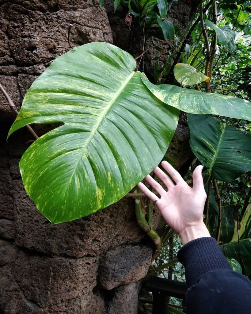 Enjoy pristine leaves when they are new because 2️⃣ they will inev...