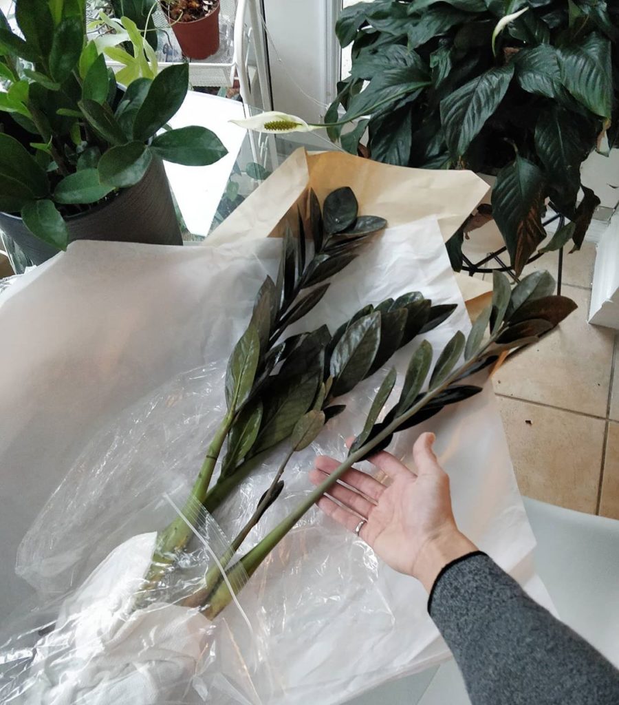 Gift from @botanifulyeg - the coveted Raven ZZ Plant.
2⃣ Loving the depth...