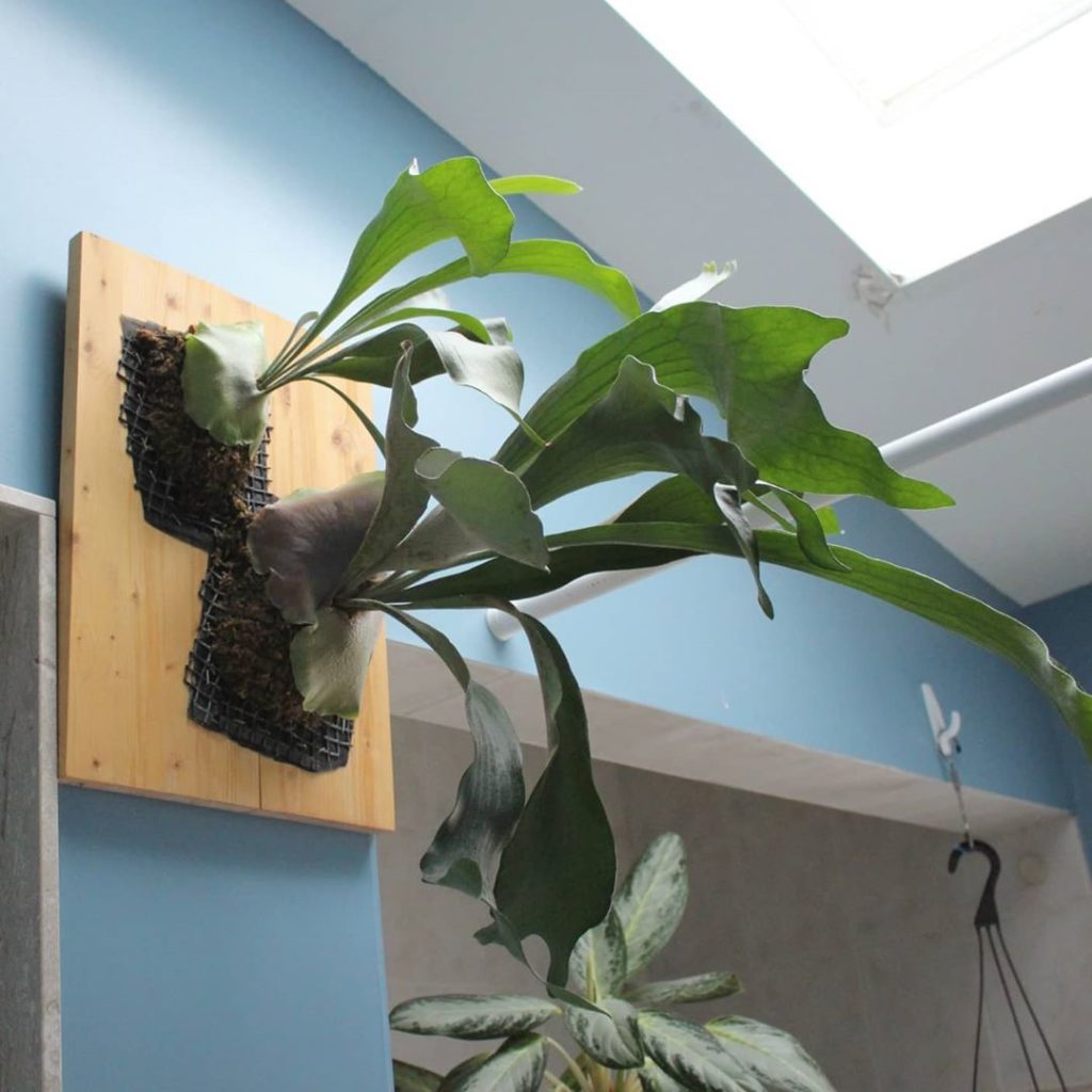 houseplantjournal: 2016 to 2020 (re-mounted in 2017)
–
If a plant has grown well for several years,… 2016 to 2020 (re-mounted in 2017)
-
If a plant has grown well for several years,...