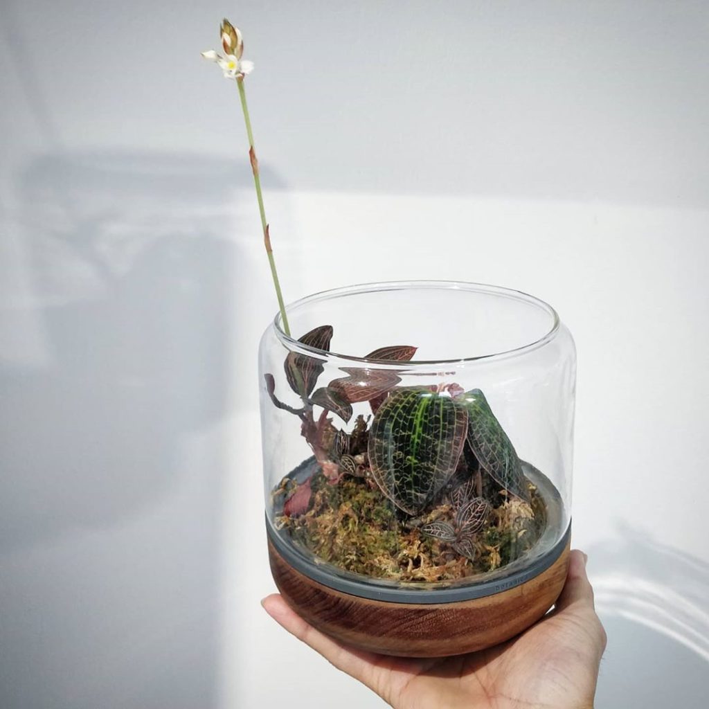 houseplantjournal: It’s the Ludisia discolor’s turn to flower! The Dossinia put up its flower a few… It's the Ludisia discolor's turn to flower! The Dossinia put up its flower a few...
