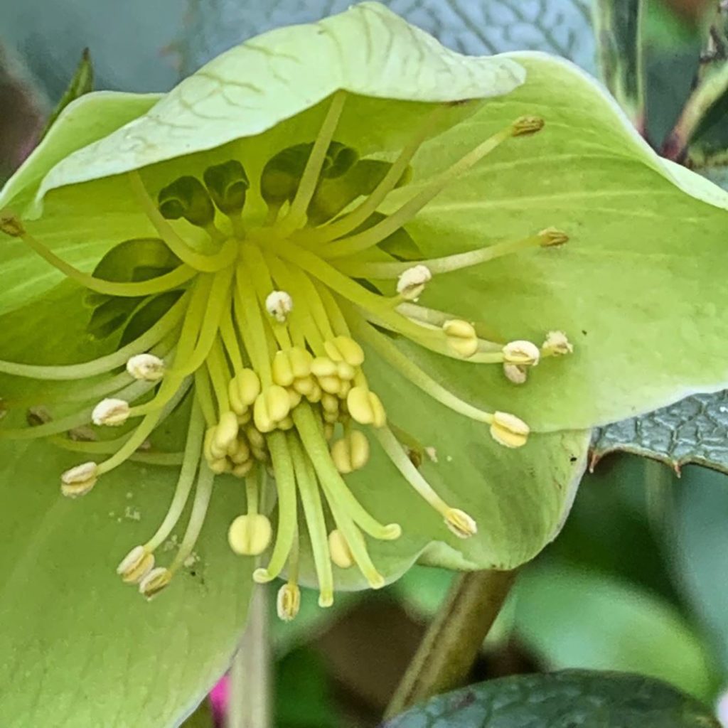 kategouldgardens: I mean really… what’s not to love? Insanely hardy, flowers profusely in the … I mean really... what’s not to love? Insanely hardy, flowers profusely in the ...