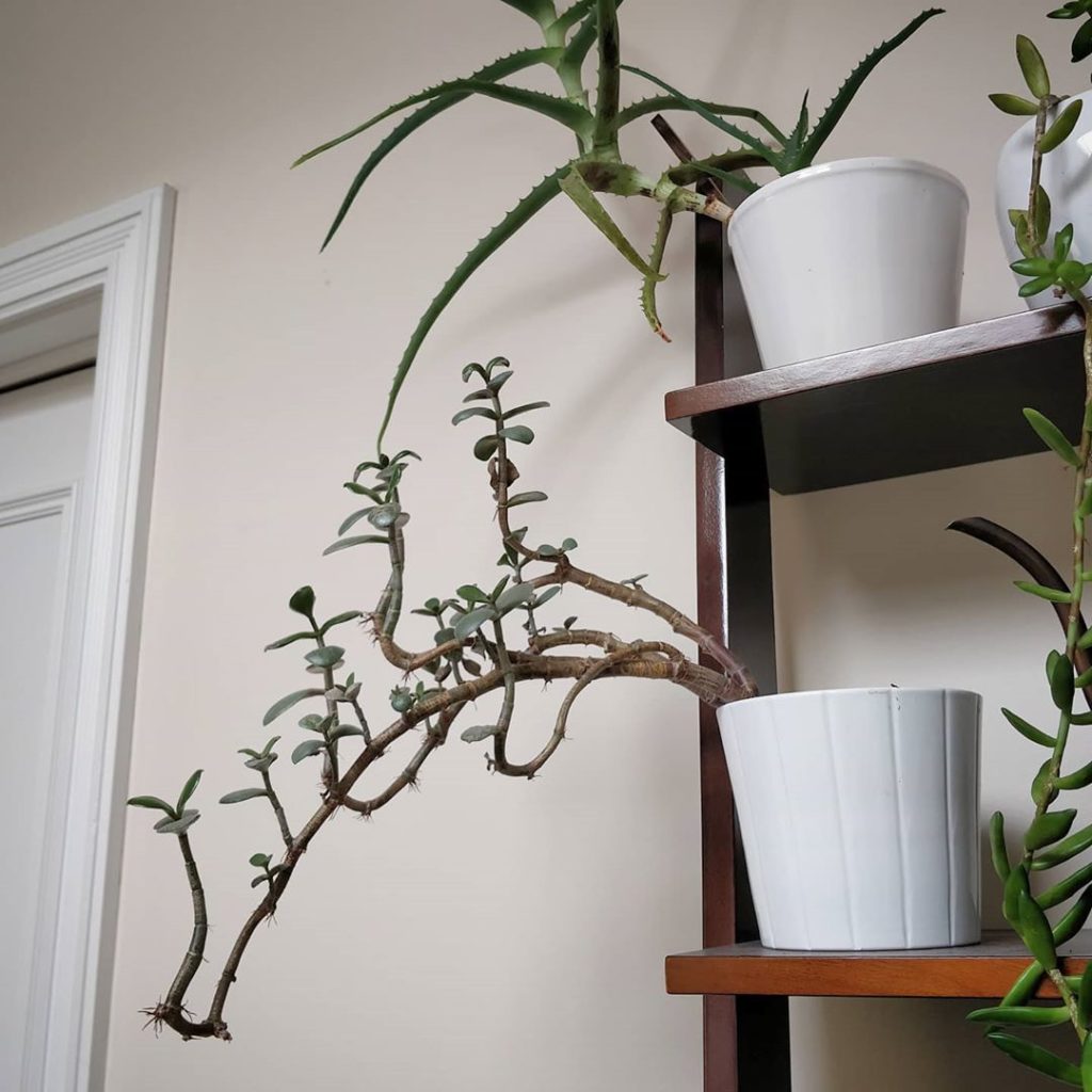 The ABC of plant appreciation:
Aestheticsplants are visually pleasing
Biologypla...