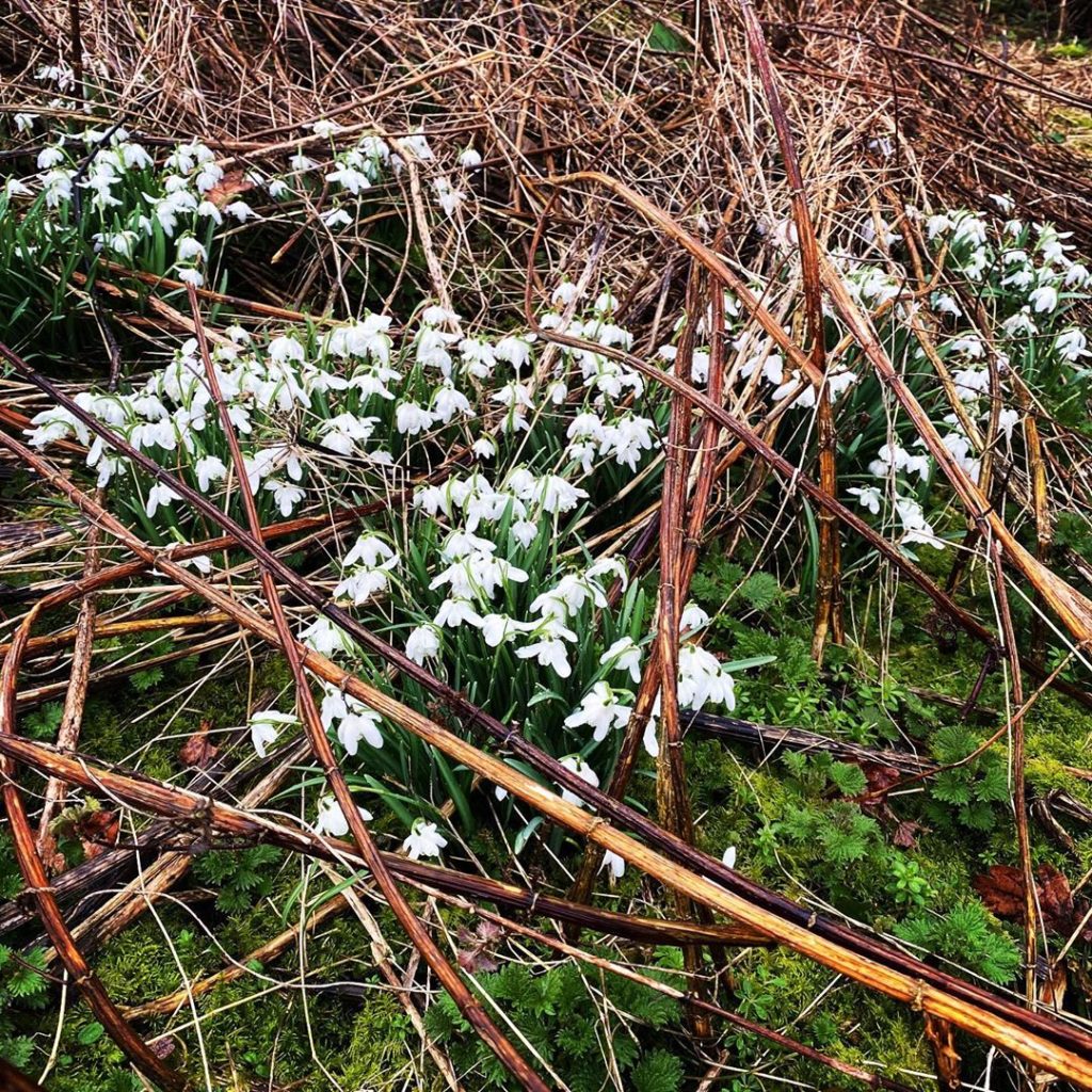 The new garden springing some surprises #spring #welcome #newgarden...