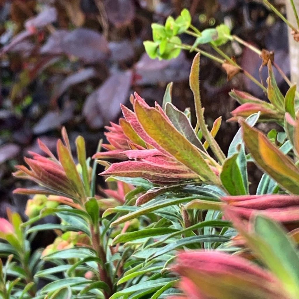 The blush pink of a Euphorbia against dark purple Loropetalum leaves, looking pr...