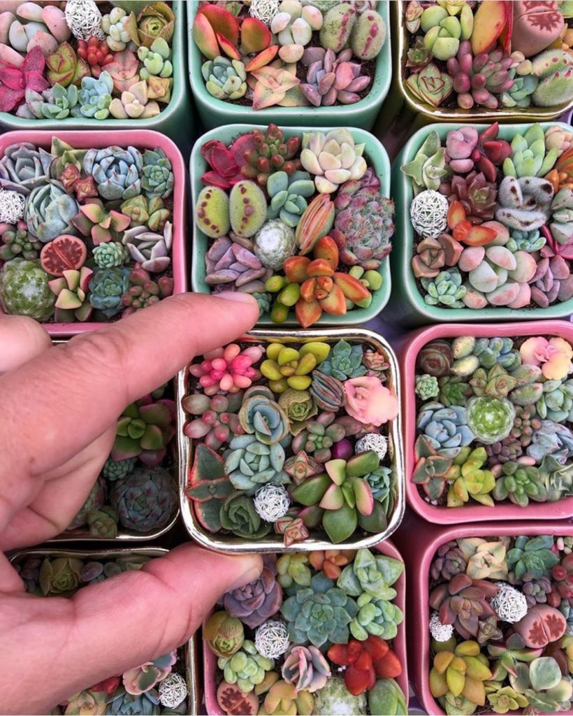 30% OFF of all Pixie Candy Dish products. No code needed! Today only!...