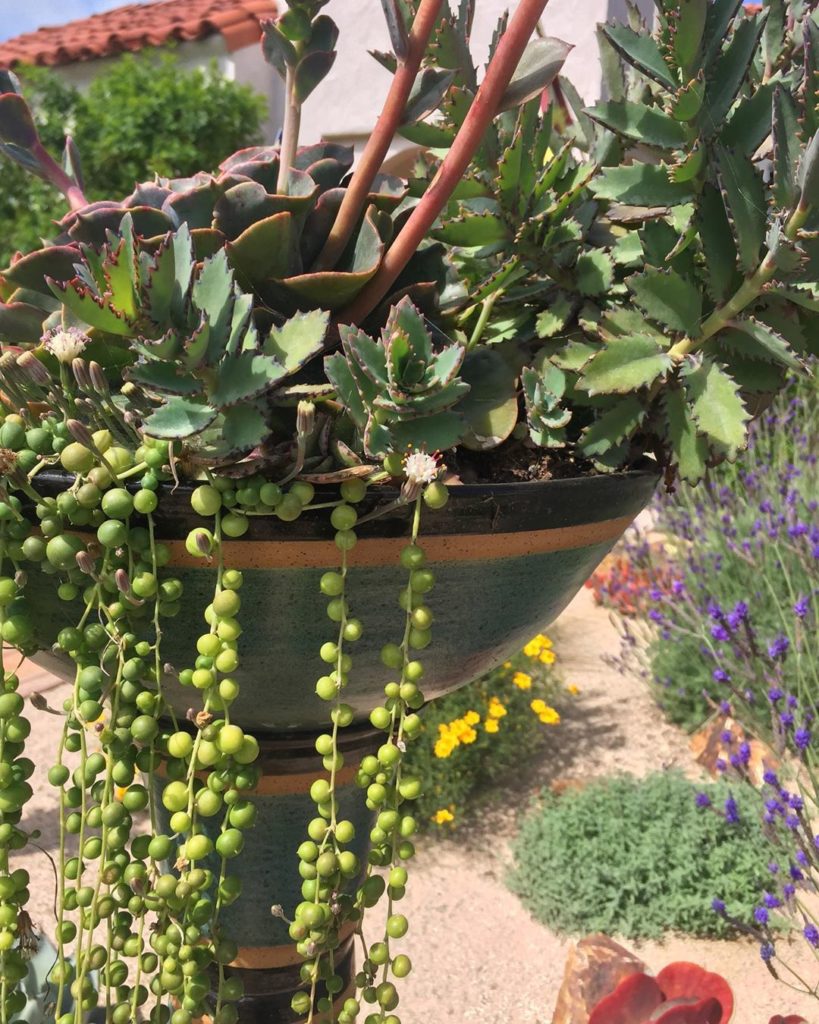 Do you grow succulents in your garden or have them as houseplants?
.
.
#succulen...