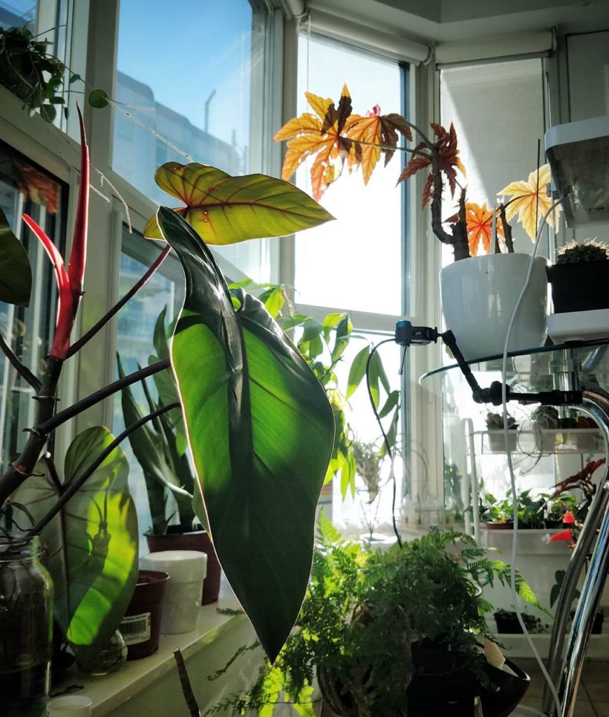 The sun now traverses the small patch of sky between the two buildings. Plants e...