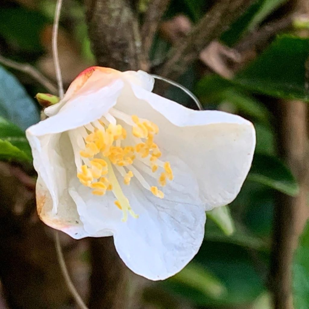 The ever delicate and elegant Camellia rosthorniana looking a little bedraggled ...