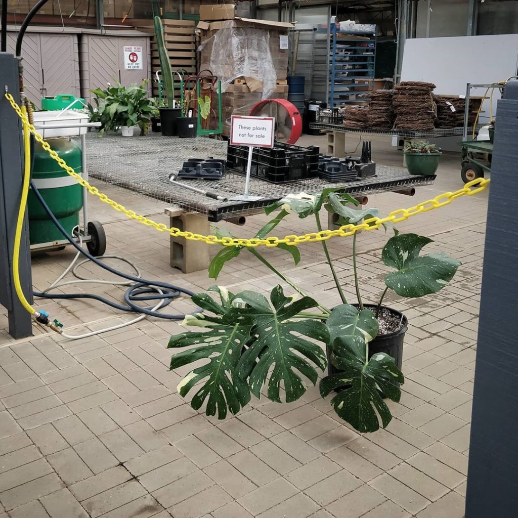 houseplantjournal: Please book an appointment to visit this Thai Constellation.
–
Just kidding, no … Please book an appointment to visit this Thai Constellation.
-
Just kidding, no ...