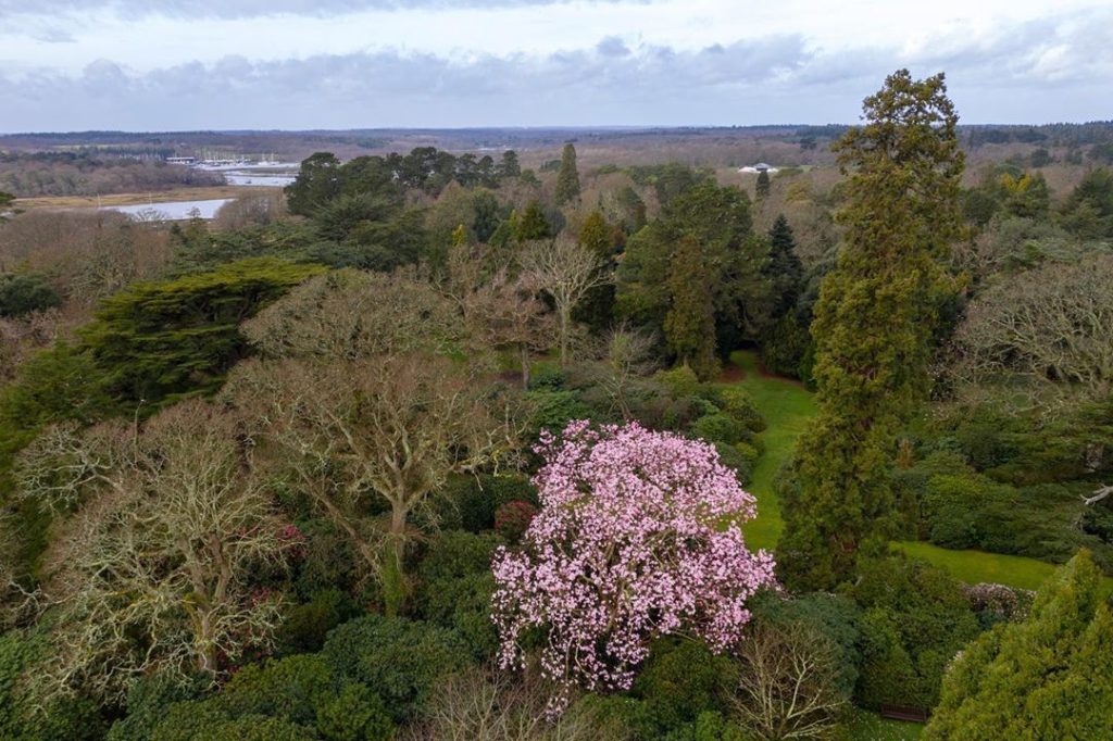 #Epic : #Awesome : Defying the vile #weather : #Magnolia campbellii radiating #b...