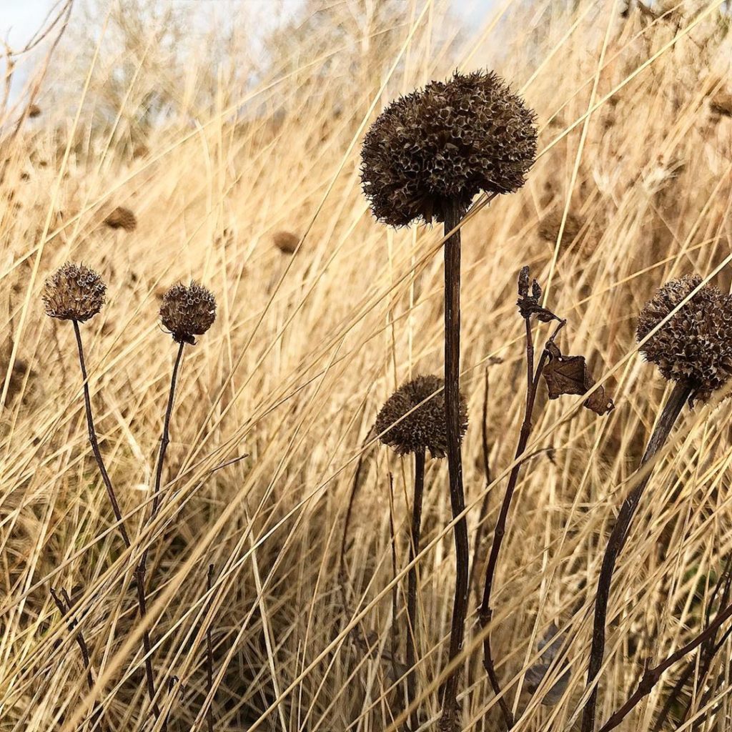 sheilajacklandscapes: Storms, sun & seedheads… @hauserwirthsomerset @pietoudolf #february #winterstr… Storms, sun & seedheads... @hauserwirthsomerset @pietoudolf #february #winterstr...